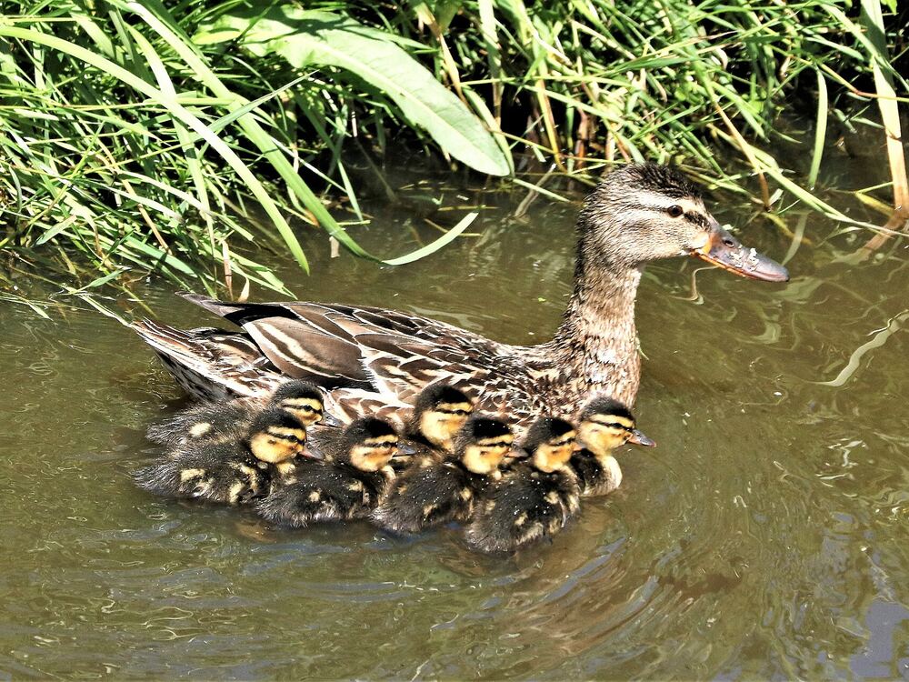 Een eend met kuikens in het water bij Spijkenisse